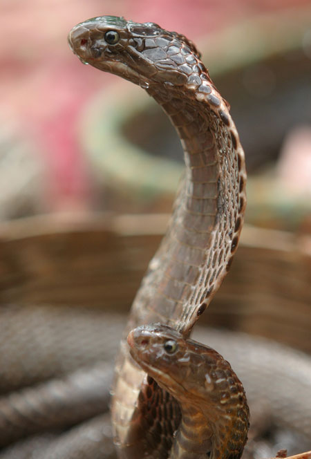 Cobras: weird food!