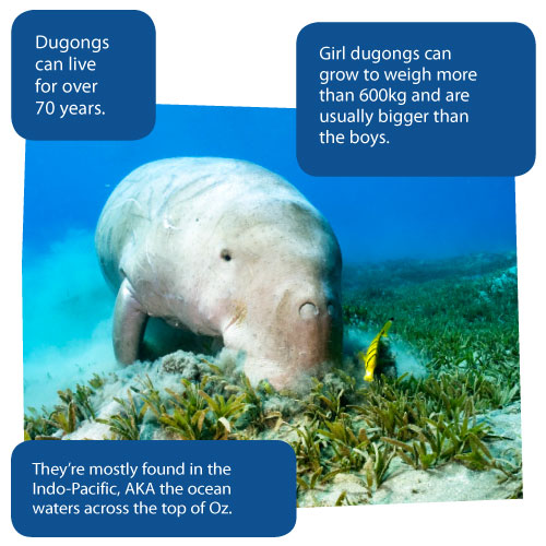 Dugong Facts