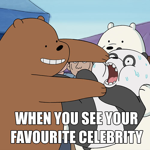 Bare Bears Memes SouthCoast Business Black Bear Memes PHOTOS 