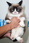 Grumpy Cat