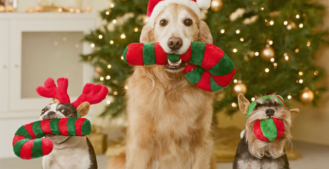 Happy Christmas from K-Zone Magazine. Photo: Getty Images Happy Christmas from K-Zone Magazine. Photo: Getty Images