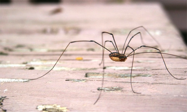 K-Zone Daddy Long Legs