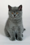 Little blue cat