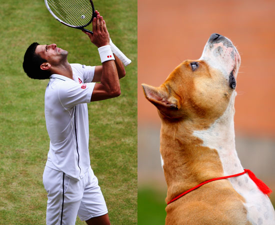 Dogs That Look Like Djokovic - K-Zone