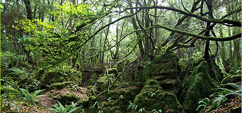 Puzzlewood
