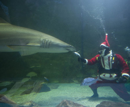 Santa feeds a shark