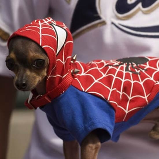 7 Wicked Superhero Dogs That Made Our Week – K-Zone