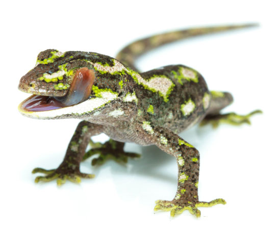 Weird facts: Geckos lick their own eyeballs. Photo: Getty Images