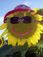 Winner of the best sunflower photo