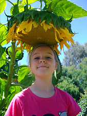 Winner of the sunflower with the widest head