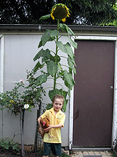 Winner of the tallest sunflower