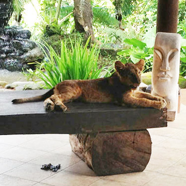 alex-lion-cub