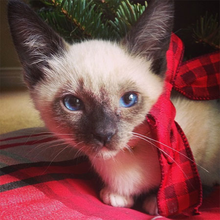 Bella Thorne's Pet Kitten. Photo: Facebook Bella Thorne's Pet Kitten. Photo: Facebook