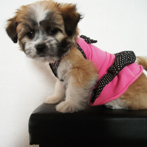 Tessa the Pup