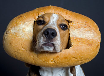 Bread Dog! Bread Dog!