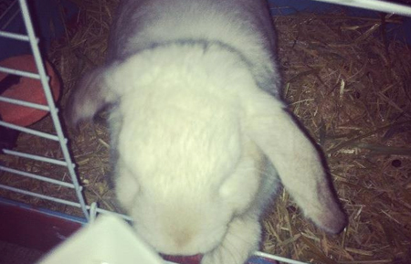 Laura's pet bunny