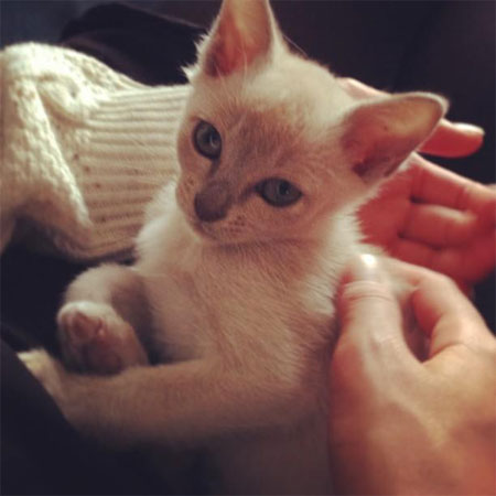 Cash Mastin! Reece's kitten.