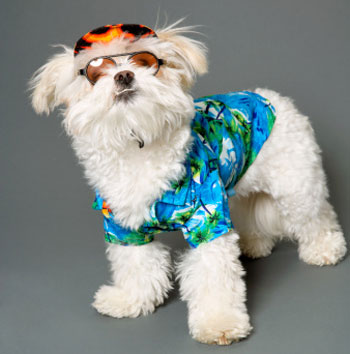 Cool Pooch Cool Pooch