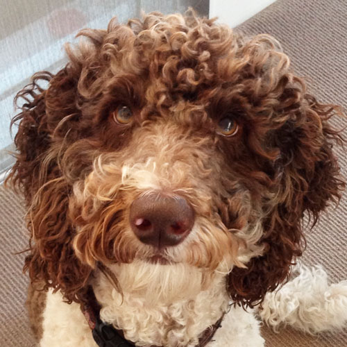Friday the Dog