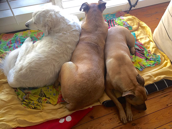 doggies
