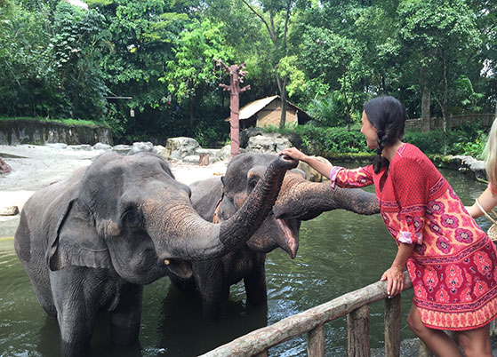 Elephants at the zoo