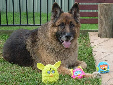 Furbies and a furry friend! Furbies and a furry friend!