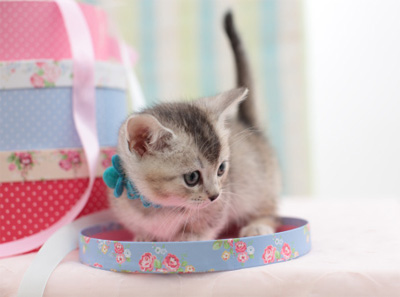 Kitty