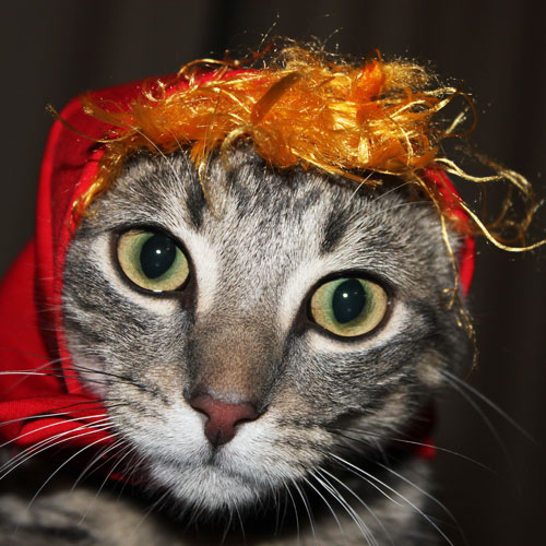 Cheeky the Cat