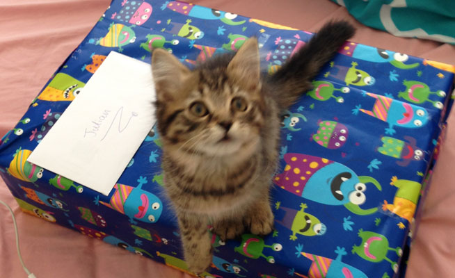Mirabai the Kitten on a present
