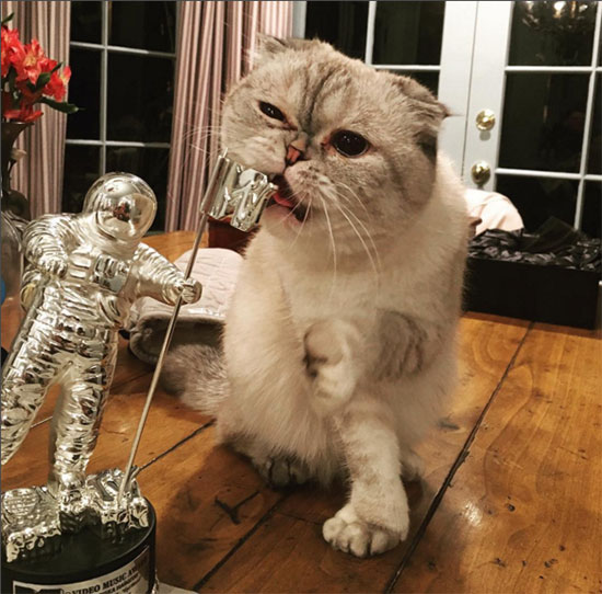 Olivia Benson Taylor Swift's cat
