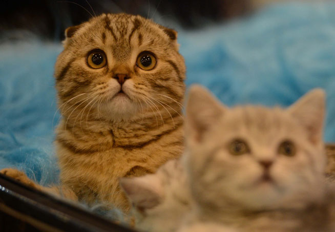 Submit your pet to be in Total Girl magazine. Photo: Getty Images