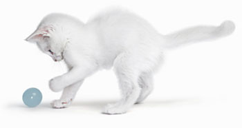 Playful kitten. Photo: Getty Images