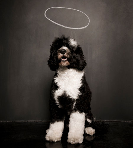 Portuguese Water Dog. Photo: Getty Images