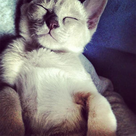 Reece Mastin's Adorable Kitten