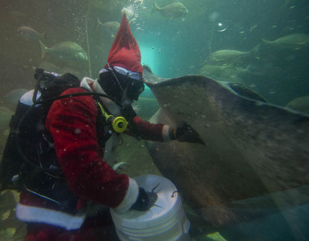 Santa and a stingray!