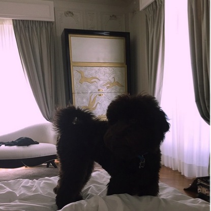 Sirius Black Ariana Grande's dog