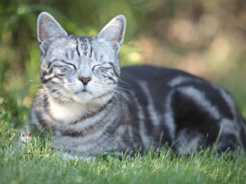 Sleeping cat! Photo: Getty Images