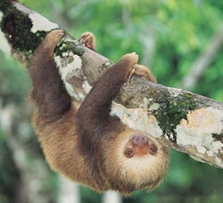 Sloth! Photo: Getty Images