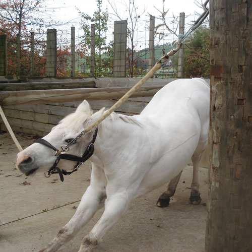 Snowy the Pony