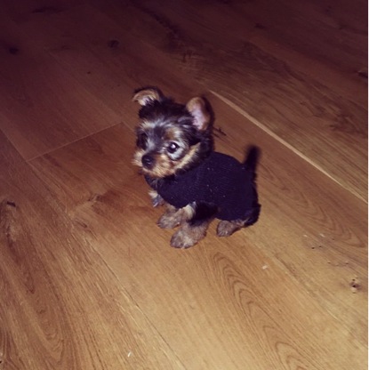 Terry Edwards, Perrie Edwards' dog