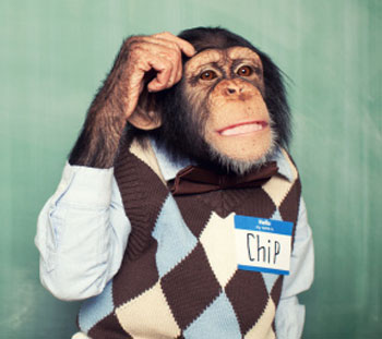 Thoughtful Chimp Thoughtful Chimp