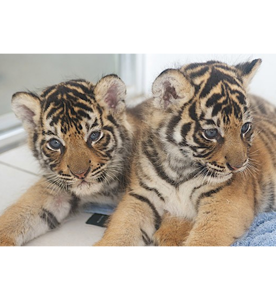 Tiger Cubs At Dreamworld – Total Girl