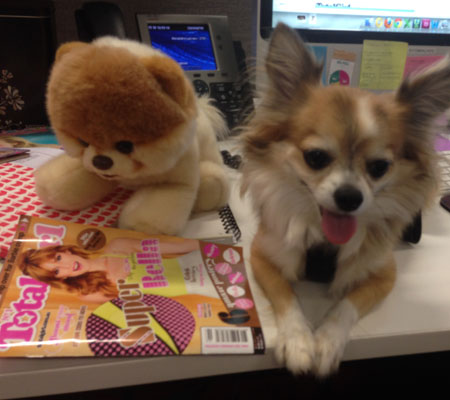 Total Girl's dog blogger Romeo reading Total Girl