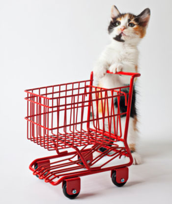 Trolley Kitten Trolley Kitten